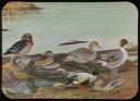 Image of Wood Duck, American Pintail, Shoveller